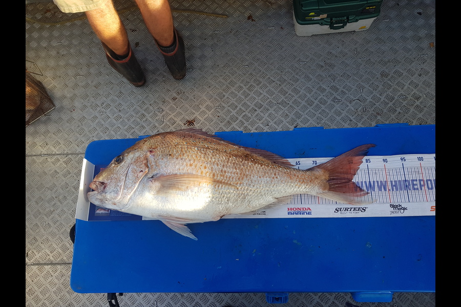 Garry Northcott caught this 79.5cm Snapper at New Plymouth  during The Hirepool Baitmates Fishing Comp