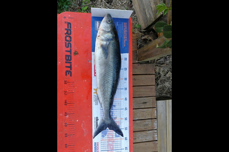 Jason Copedo caught this 53.5cm Kahawai at Ruakaka during The Hirepool Baitmates Fishing Comp