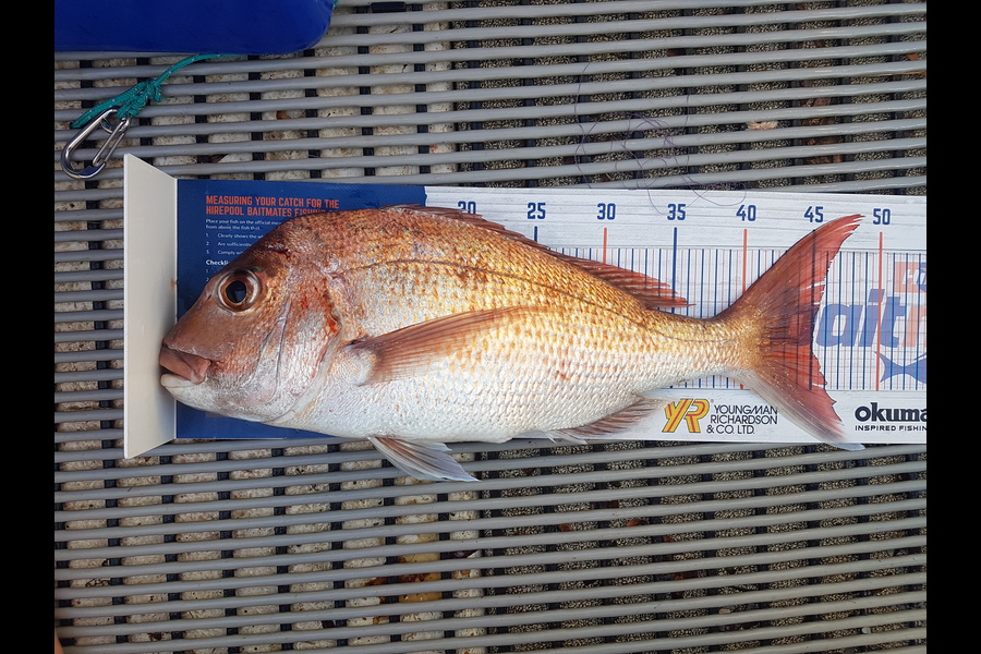 Gary Williamson caught this 45.0cm Snapper at Coromandel during The Hirepool Baitmates Fishing Comp