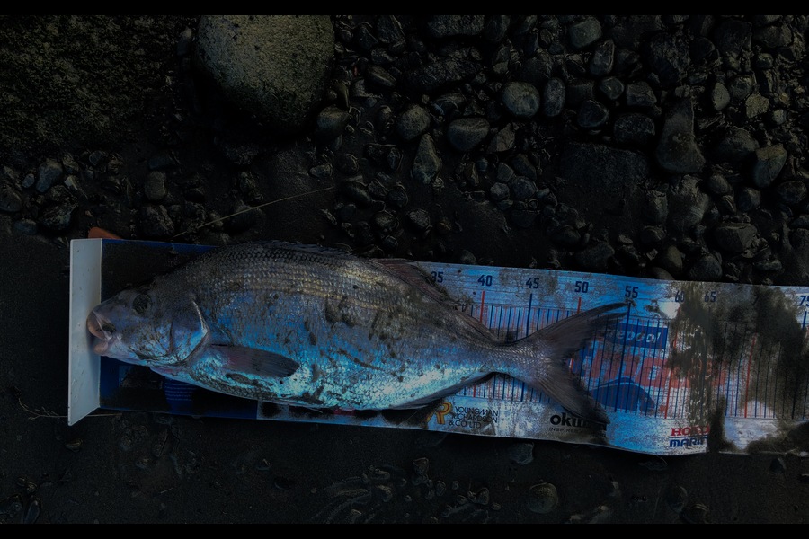 Bryce Helms caught this 49.0cm Blue Moki at Blenheim  during The Hirepool Baitmates Fishing Comp