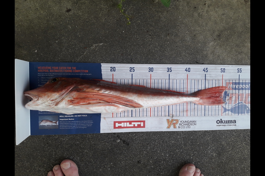 Clayton Hancock caught this 49cm Gurnard at manawatu coast during The Hirepool Baitmates Fishing Comp