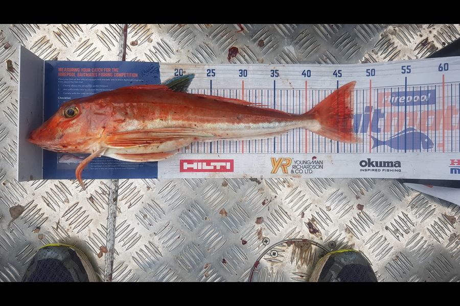 Steve  Garron caught this 47.0cm Gurnard at Foveaux straight during The Hirepool Baitmates Fishing Comp