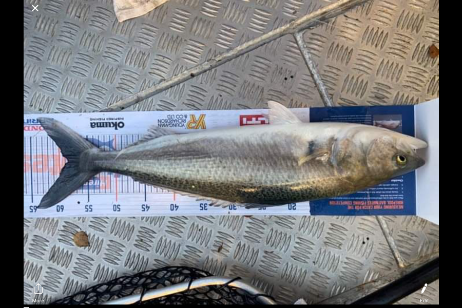 Jody Renall caught this 58.0cm Kahawai at Okura during The Hirepool Baitmates Fishing Comp