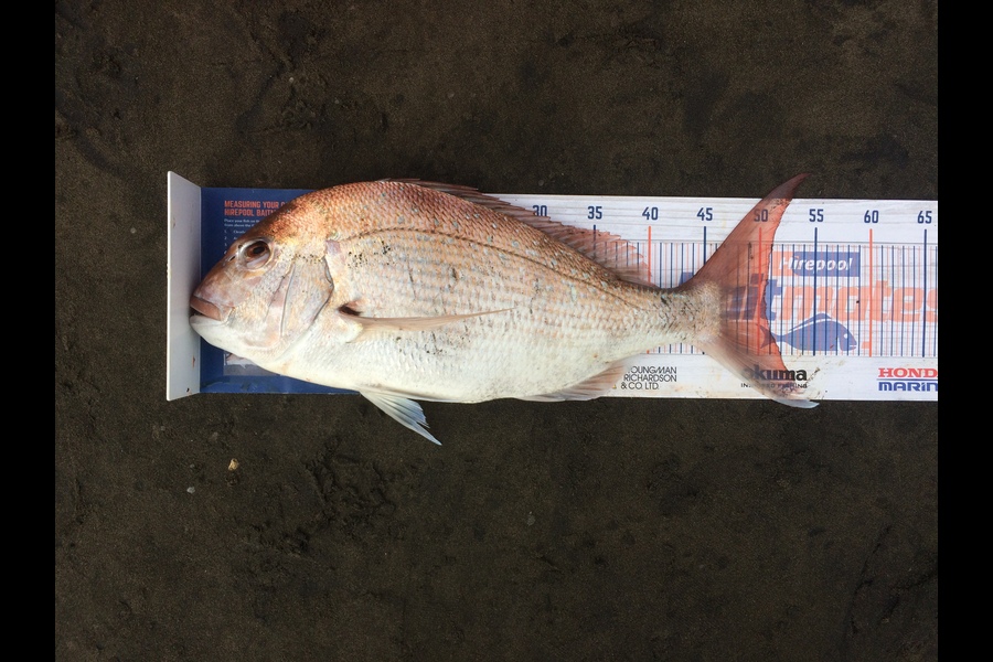 Shane Gollop caught this 50.5cm Snapper at Raglan during The Hirepool Baitmates Fishing Comp
