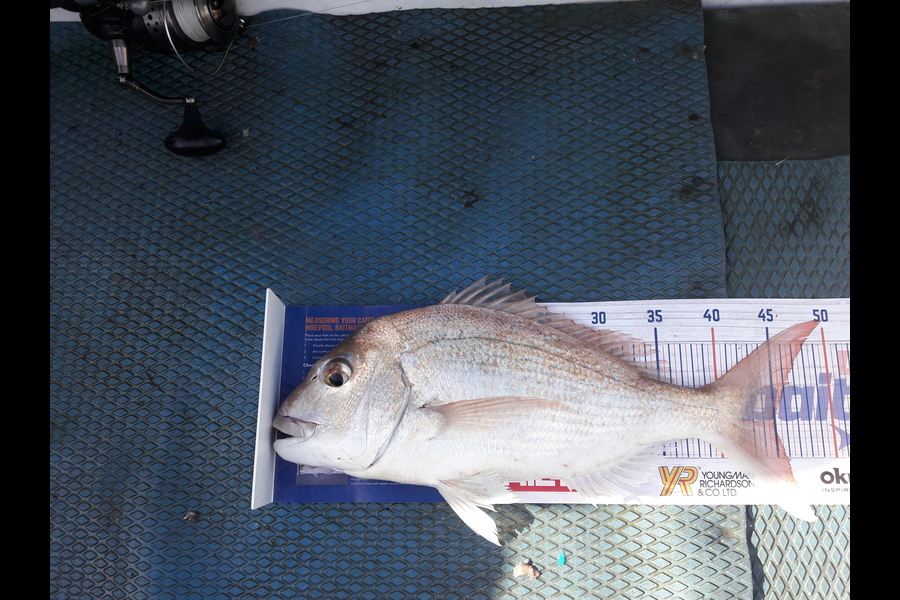 Liz Stirling caught this 45.0cm Snapper at Kawa Kawa bay during The Hirepool Baitmates Fishing Comp