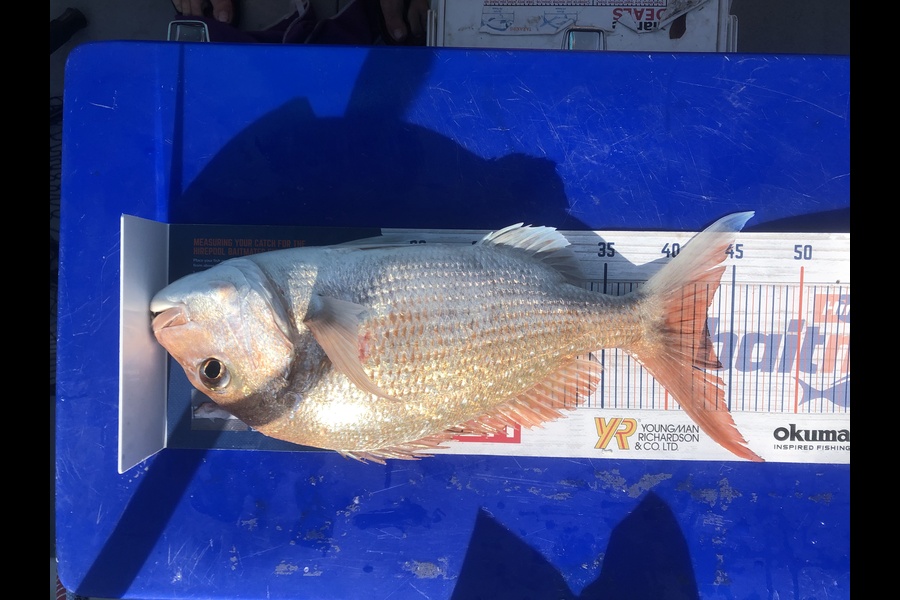 Sharon Kelly  caught this 43.0cm Snapper at Whakatane  during The Hirepool Baitmates Fishing Comp