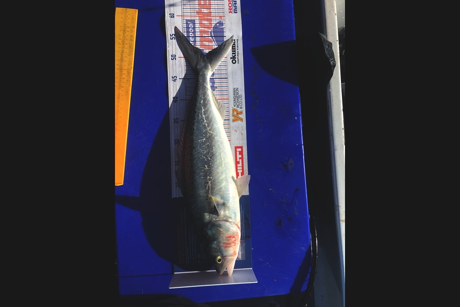 Sharon Kelly  caught this 50.5cm Kahawai at Whakatane  during The Hirepool Baitmates Fishing Comp