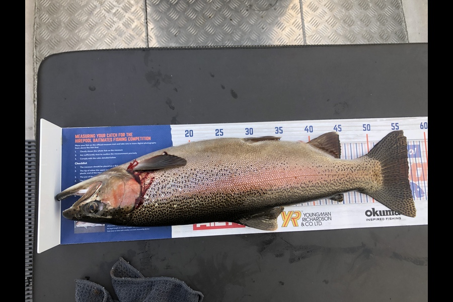 Phill Andrews  caught this 56.5cm Trout at Lake Otamangakau during The Hirepool Baitmates Fishing Comp