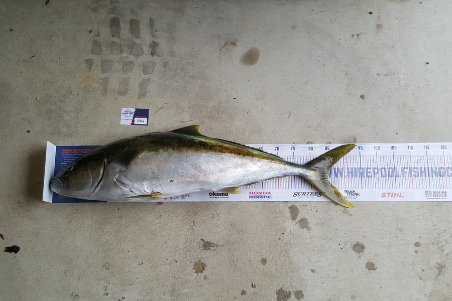 James Campbell caught this 85.0cm Kingfish at Hen and chicken island during The Hirepool Baitmates Fishing Comp