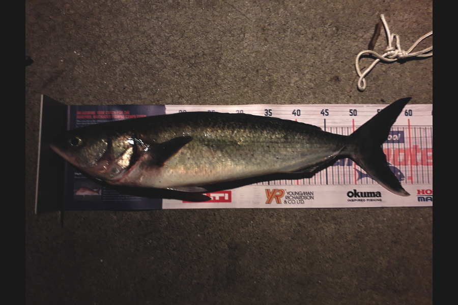 Vincent  Szabo-powell  caught this 54.5cm Kahawai at Narrow neck Auckland  during The Hirepool Baitmates Fishing Comp