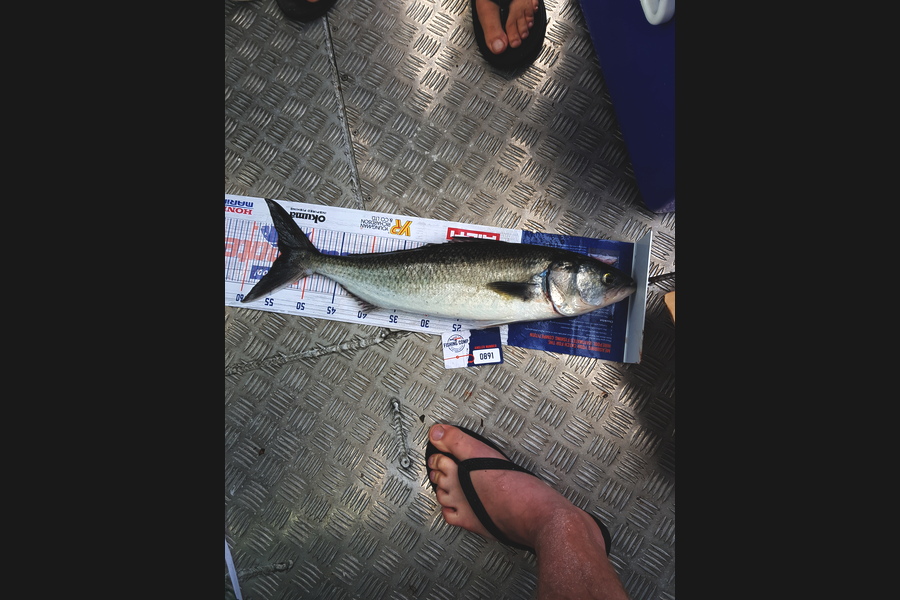 Peter  Mcnabb  caught this 54.0cm Kahawai at Hen and Chicks during The Hirepool Baitmates Fishing Comp