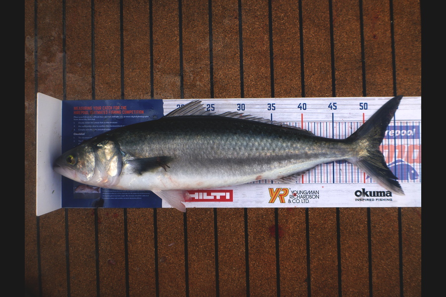 Paul McKnight caught this 52.5cm Kahawai at Raglan during The Hirepool Baitmates Fishing Comp