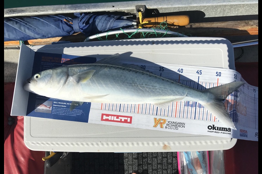 Dylan Leigh caught this 51.5cm Kahawai at Kawau during The Hirepool Baitmates Fishing Comp