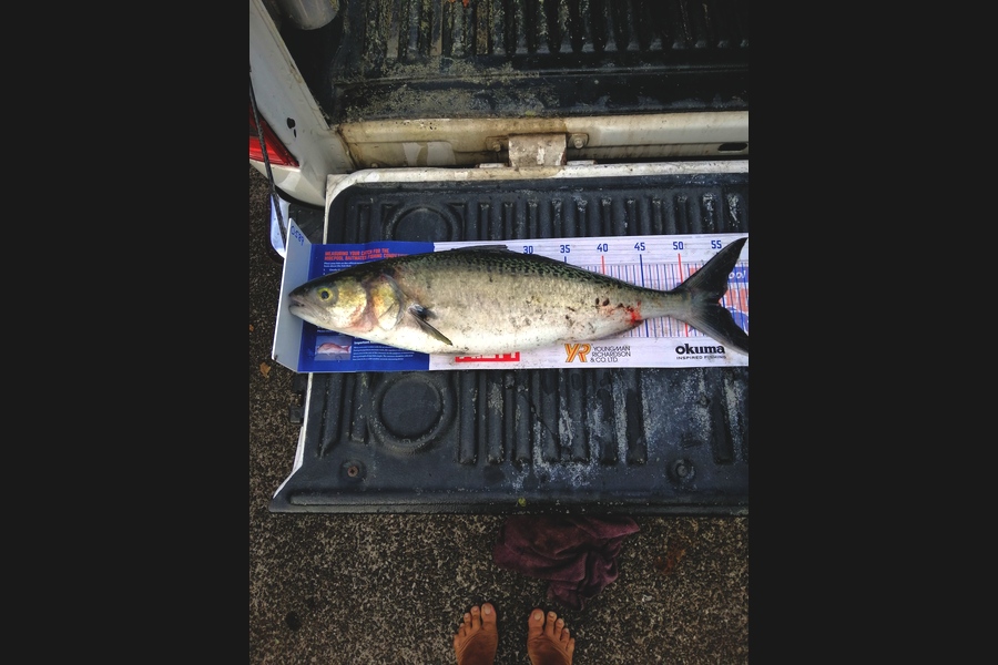 Steve Ryder caught this 54cm Kahawai at Manukau harbour  during The Hirepool Baitmates Fishing Comp