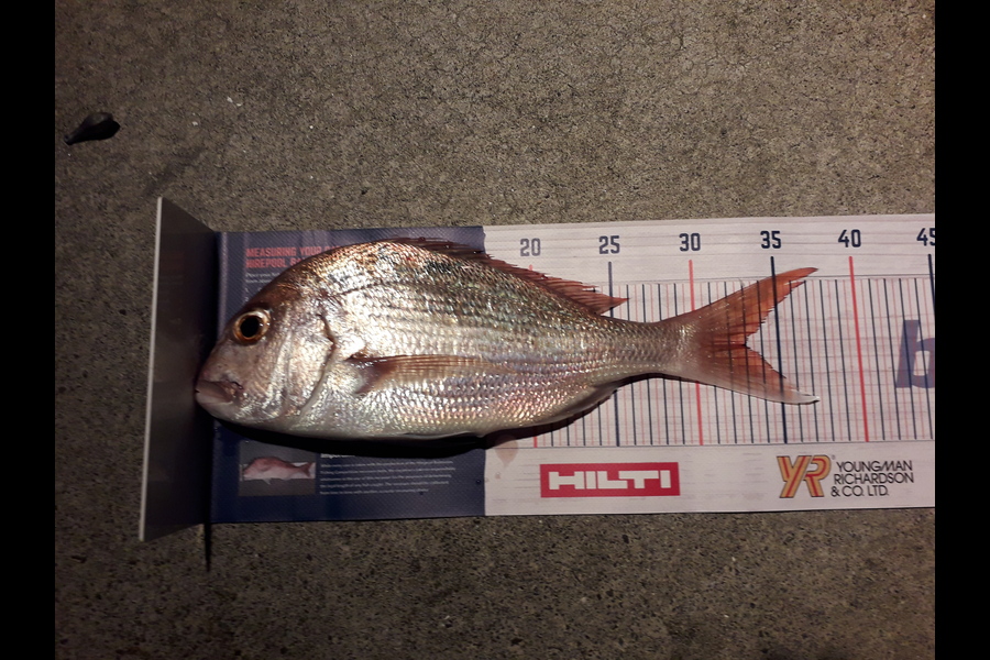 Vincent  Szabo-powell  caught this 33.0cm Snapper at Narrow neck Auckland  during The Hirepool Baitmates Fishing Comp