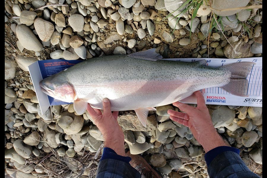 david green caught this 73.5cm Trout at Twizel during The Hirepool Baitmates Fishing Comp