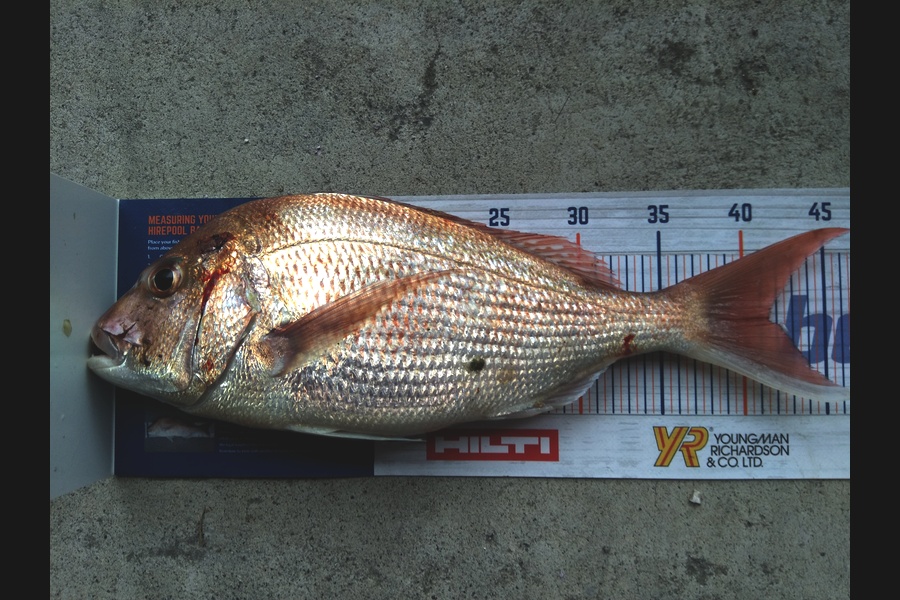 Pete Kerr caught this 41.5cm Snapper at Tauranga during The Hirepool Baitmates Fishing Comp