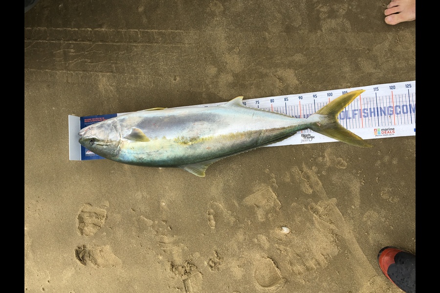 Todd Warmington  caught this 101cm Kingfish at Omamari beach  during The Hirepool Baitmates Fishing Comp