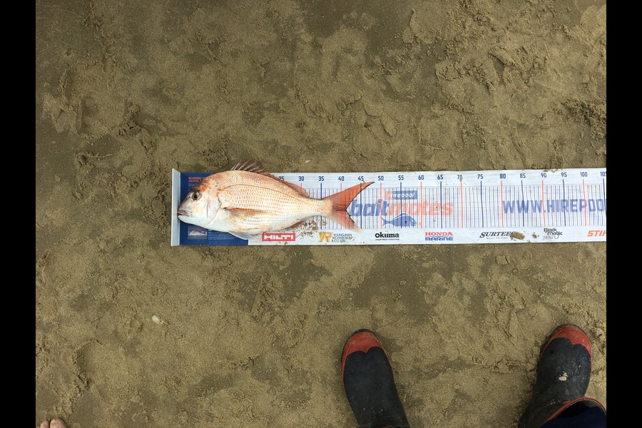 Todd Warmington  caught this 41.5cm Snapper at Omamari beach  during The Hirepool Baitmates Fishing Comp