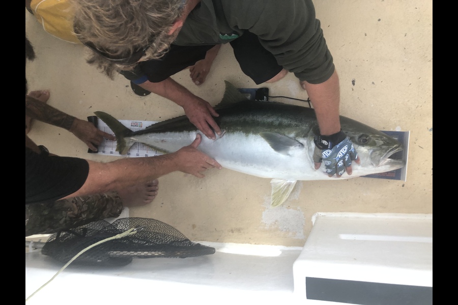 David Smythe caught this 128.0cm Kingfish at Three kings during The Hirepool Baitmates Fishing Comp