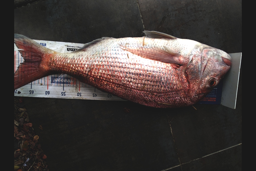 Ben Cullen caught this 67.0cm Snapper at East coast bays  during The Hirepool Baitmates Fishing Comp