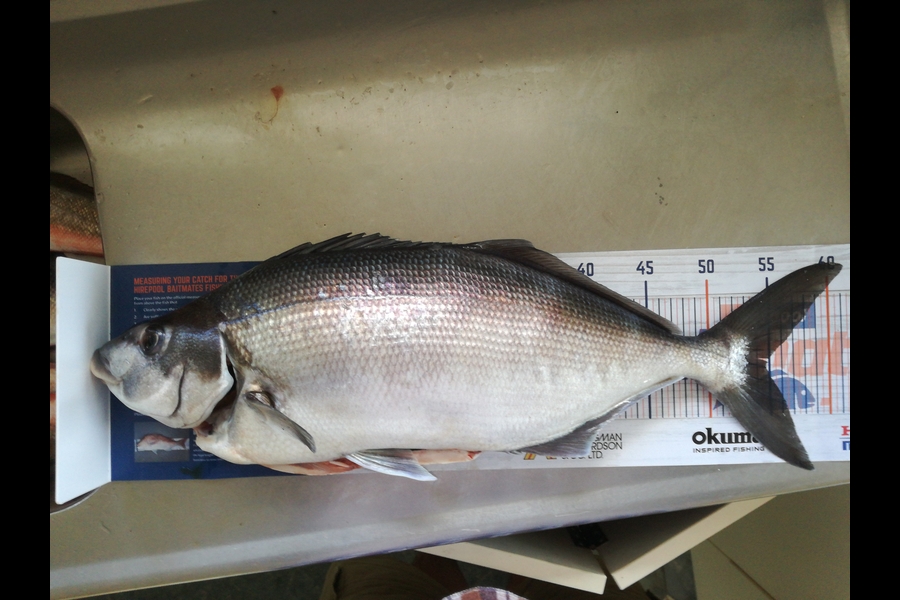 Laurence Knighton caught this 54cm Blue Moki at Clifford Bay, Marlborough during The Hirepool Baitmates Fishing Comp