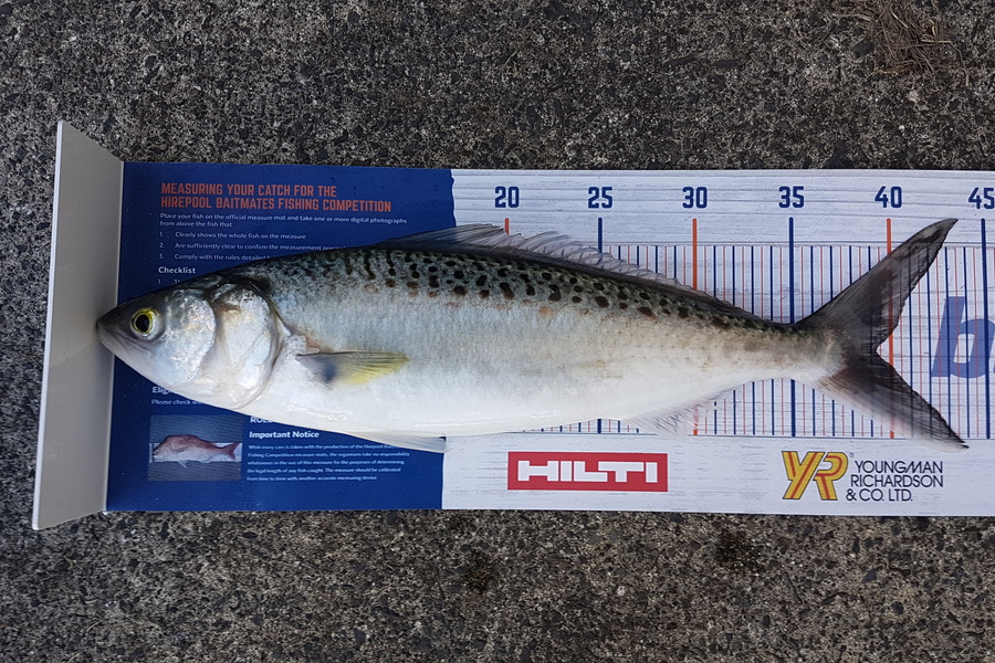 Antz Morgan caught this 39.0cm Kahawai at Mt Maunganui during The Hirepool Baitmates Fishing Comp