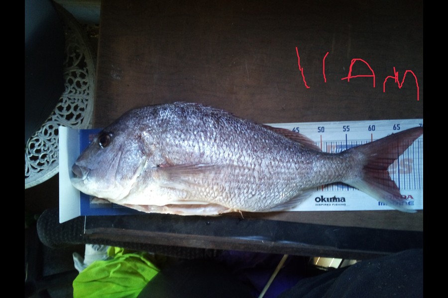 Rua Fox caught this 62.5cm Snapper at Hicks bay during The Hirepool Baitmates Fishing Comp