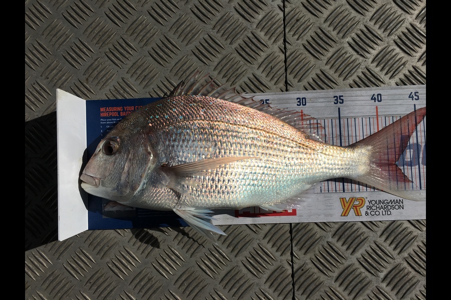 Murray Rigby caught this 41.5cm Snapper at Napier during The Hirepool Baitmates Fishing Comp