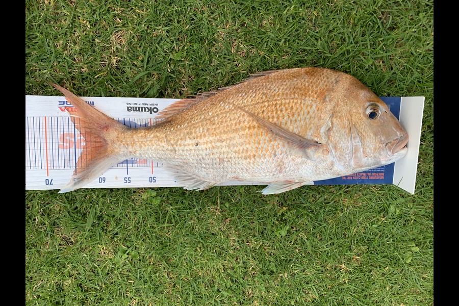 Maurice Bulford caught this 63.0cm Snapper at Kaiaua  during The Hirepool Baitmates Fishing Comp