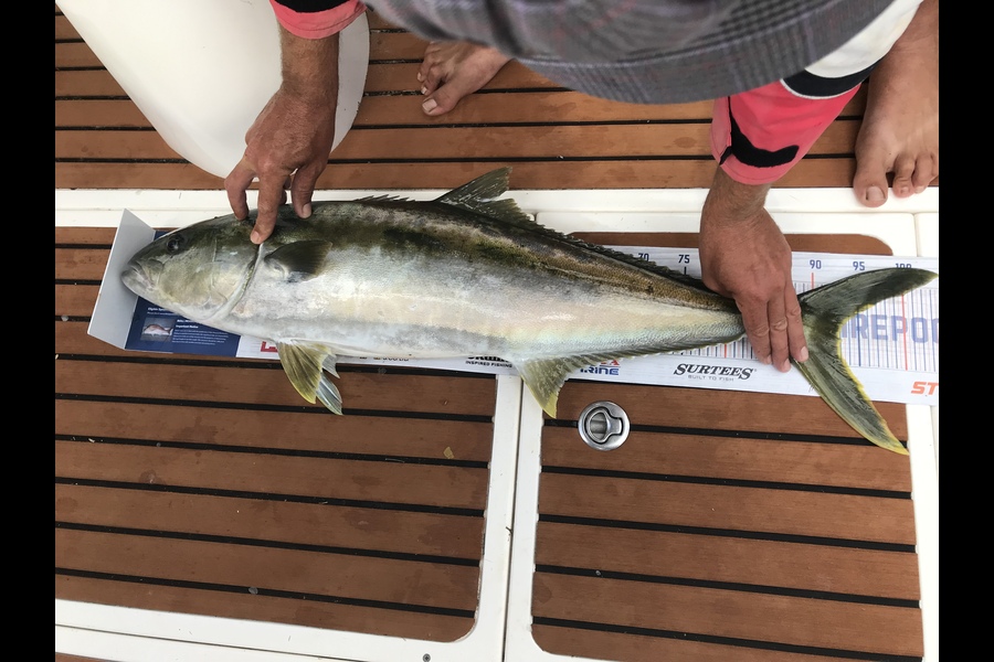 Carl Beattie caught this 92.5cm Kingfish at Break tail during The Hirepool Baitmates Fishing Comp