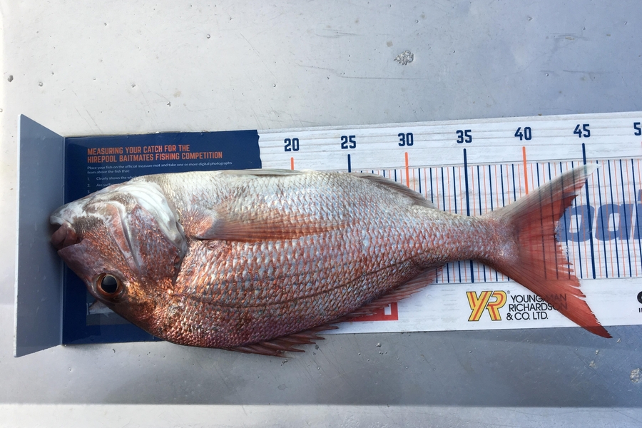 Raymond  Rensford  caught this 42.0cm Snapper at Tiri during The Hirepool Baitmates Fishing Comp
