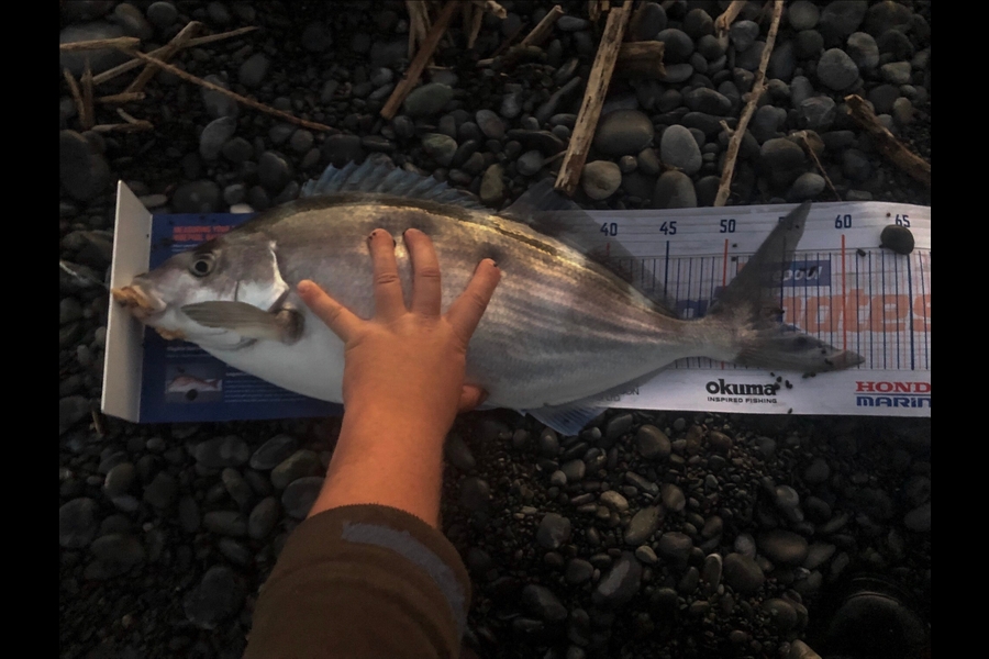 Bryce Helms caught this 54.5cm Blue Moki at Kaikoura  during The Hirepool Baitmates Fishing Comp