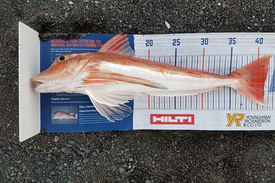 Jason Christensen caught this 41.0cm Gurnard at Napier during The Hirepool Baitmates Fishing Comp