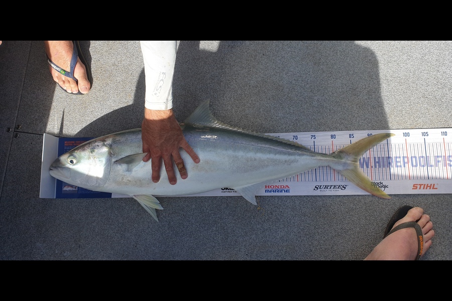 Brendan  Shaw caught this 87.0cm Kingfish at Little Barrier  during The Hirepool Baitmates Fishing Comp