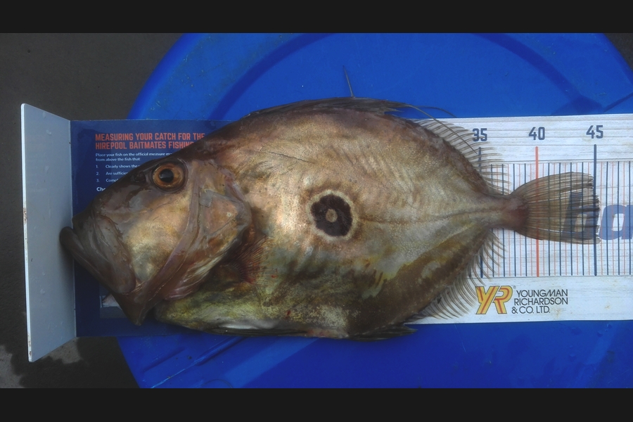 Mathew Goodall caught this 45.0cm John Dory at Firth of Thames during The Hirepool Baitmates Fishing Comp
