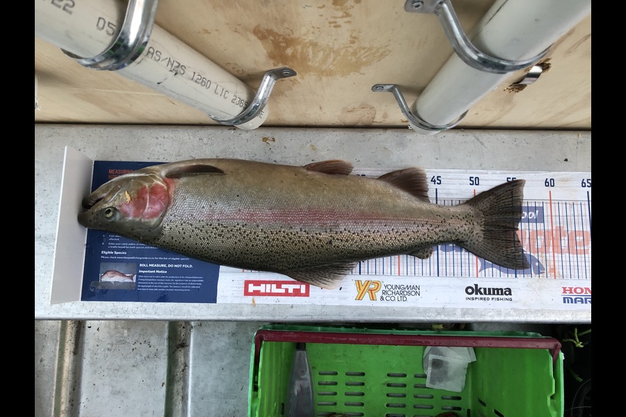 Scott Cornor caught this 55.0cm Trout at Lake Tarawera during The Hirepool Baitmates Fishing Comp