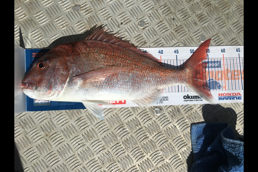 Stanley Miller caught this 54cm Snapper at Mangawhai during The Hirepool Baitmates Fishing Comp