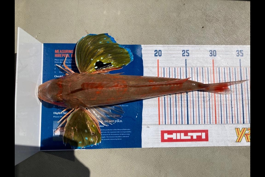 Russell Blomquist caught this 32.0cm Gurnard at Whangarei during The Hirepool Baitmates Fishing Comp