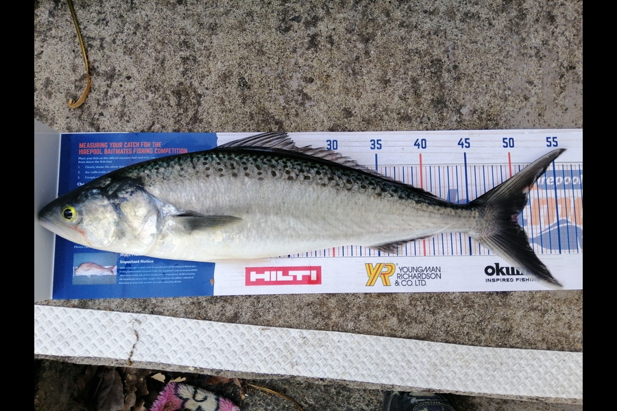 Steve Ryder caught this 50.0cm Kahawai at Manukau harbour  during The Hirepool Baitmates Fishing Comp