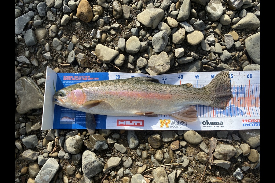 Josiah Atkinson caught this 55cm Trout at Waioeka  during The Hirepool Baitmates Fishing Comp