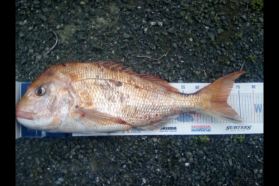 Glen Harwood caught this 70cm Snapper at Firth of Thames during The Hirepool Baitmates Fishing Comp