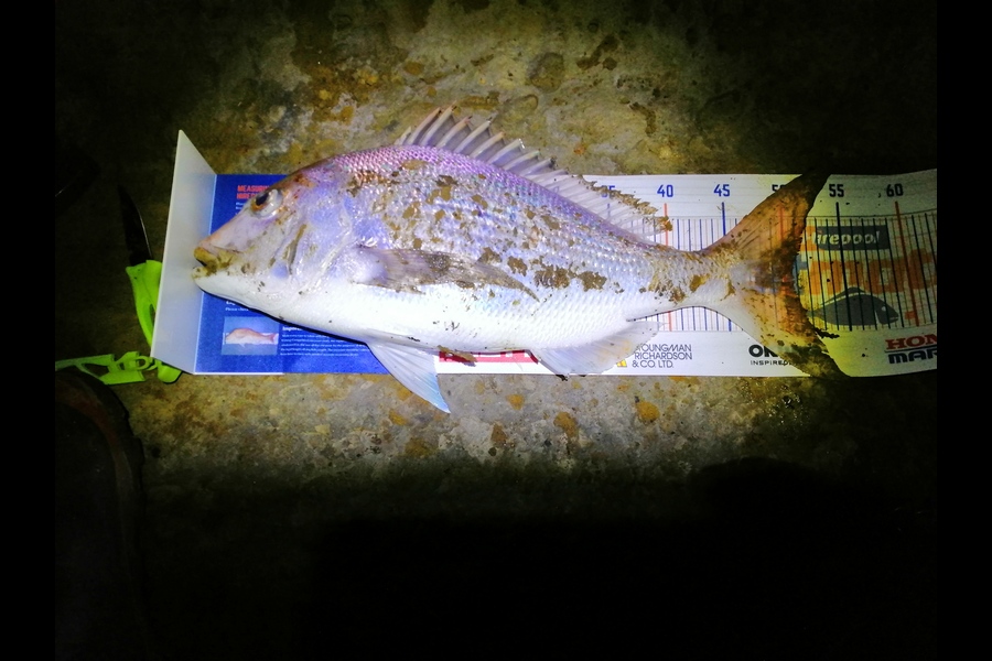Shayne Mckenzie caught this 50.5cm Snapper at Mokau during The Hirepool Baitmates Fishing Comp