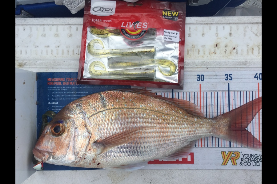 Blake Baird caught this 37.5cm Snapper at Pauanui during The Hirepool Baitmates Fishing Comp