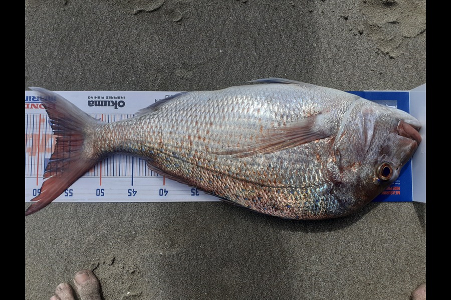 Alan Long caught this 57cm Snapper at Uretiti beach during The Hirepool Baitmates Fishing Comp