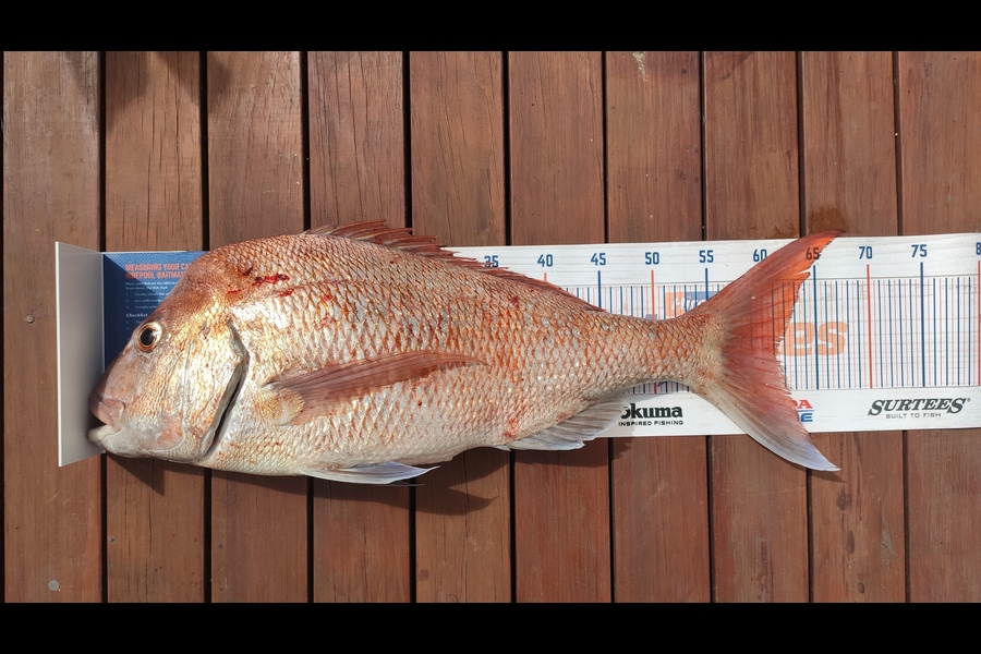 Jonathan Abiva caught this 61cm Snapper at Gulf Harbour during The Hirepool Baitmates Fishing Comp