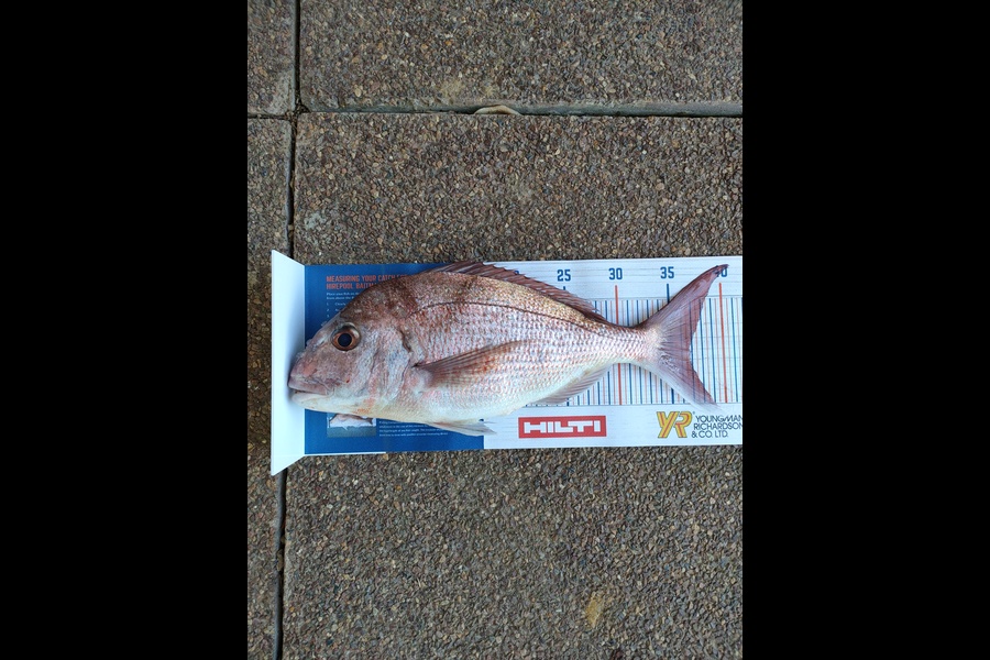Sidney Correia do Rebeiro caught this 37cm Snapper at The Noises during The Hirepool Baitmates Fishing Comp