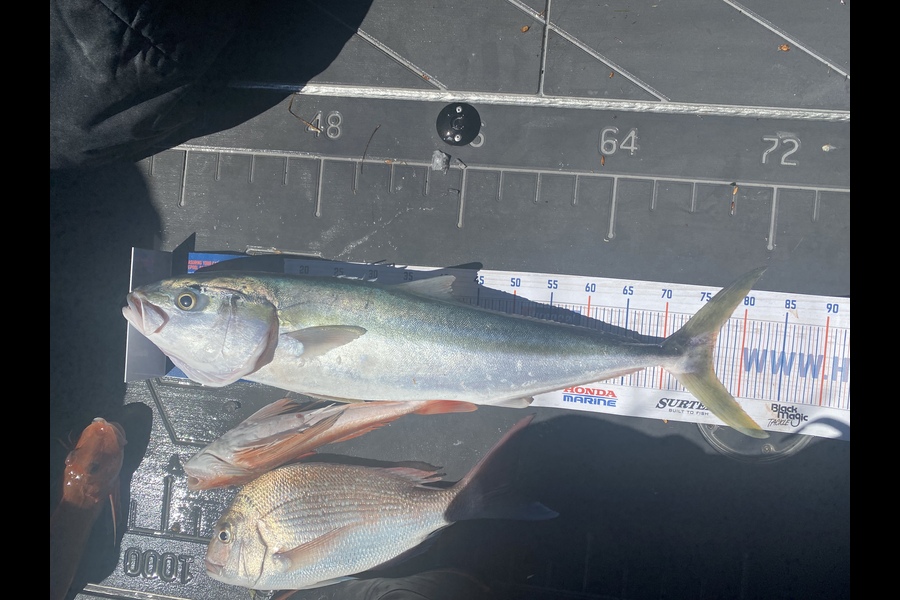 Karl Johnson caught this 76.0cm Kingfish at Hawkes Bay during The Hirepool Baitmates Fishing Comp