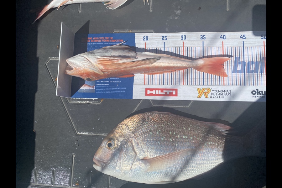 Karl Johnson caught this 39.5cm Gurnard at Hawkes Bay during The Hirepool Baitmates Fishing Comp