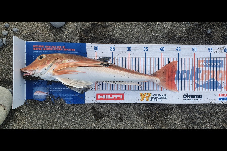 Jared Check caught this 44cm Gurnard at Te Araroa during The Hirepool Baitmates Fishing Comp